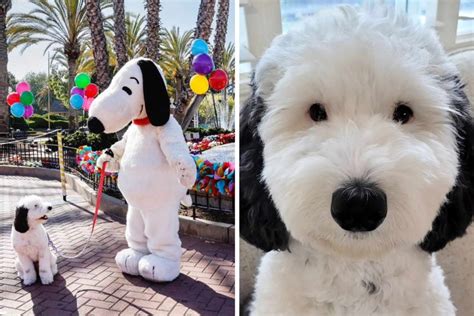 real life snoopy dog breed|Snoopy is real! Meet Bayley, the cartoon dog’s doppelganger